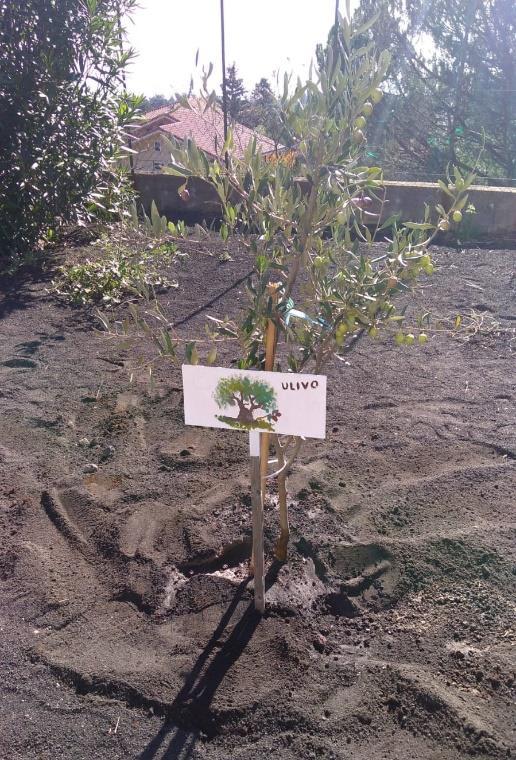 Un albero di ulivo nel nostro ORTO DI PACE