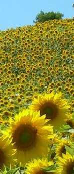 OLIO Gestione biomasse Dalla raccolta alla spremitura, filtrazione, alimentazione, alcune indicazioni derivate dal monitoraggio: No differenze sostanziali tra olio di girasole alto oleico o