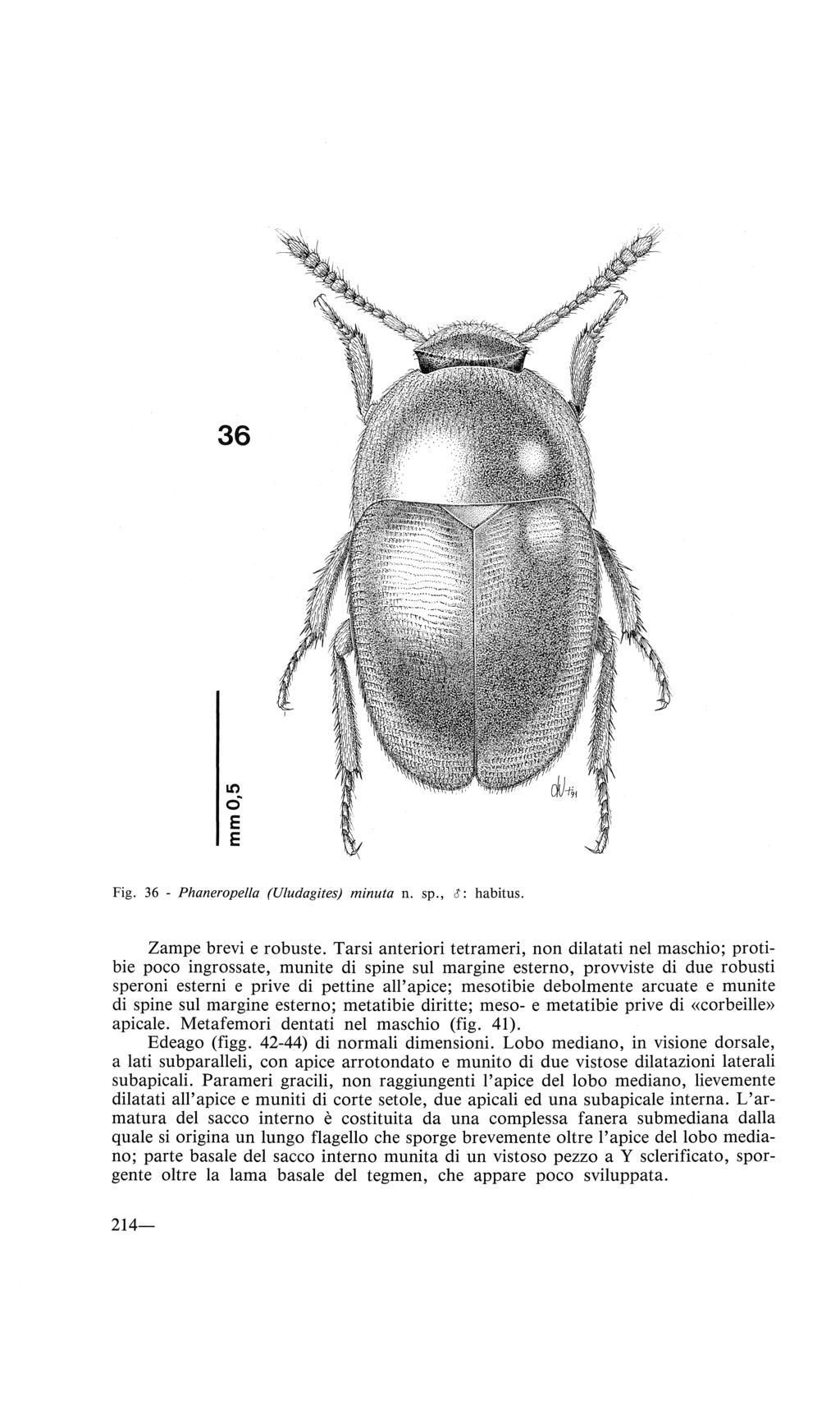 36 IO o~ Fig. 36 - Phaneropella (Uludagites) minuta n. sp., o: habitus. Zampe brevi e robuste.