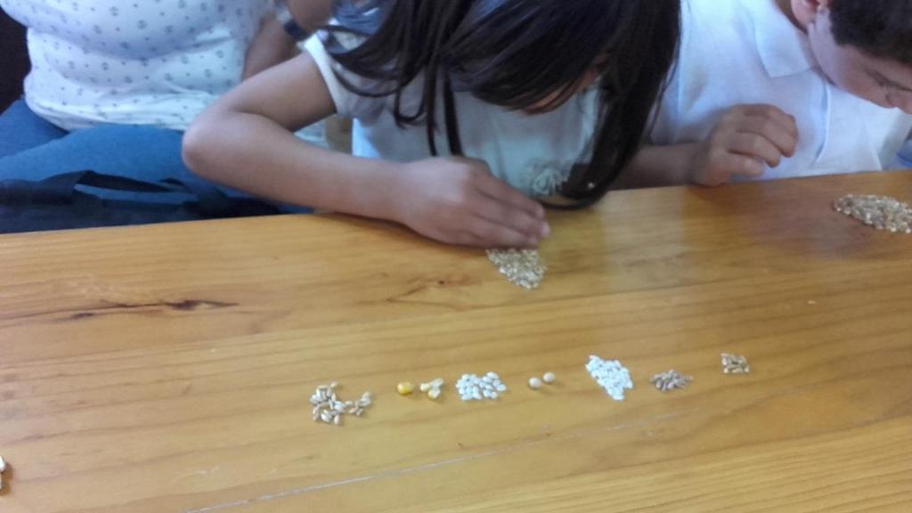 Abbiamo macinato i chicchi di grano con il macinino e poi abbiamo impastato e dato forma ai panetti Arrivati in classe abbiamo scritto delle frasi sulle esperienze A fine anno