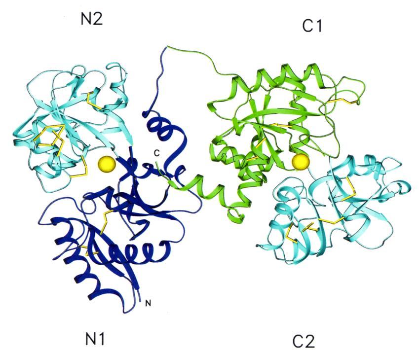 Transferrina (Tf): glicoproteina monomerica sintetizzata nel fegato e secreta nel plasma Circa 80 kda, sintetizzata dal fegato Lega al massimo 2 atomi di solo ferro ossidato (Fe III) In circolo: 30 %