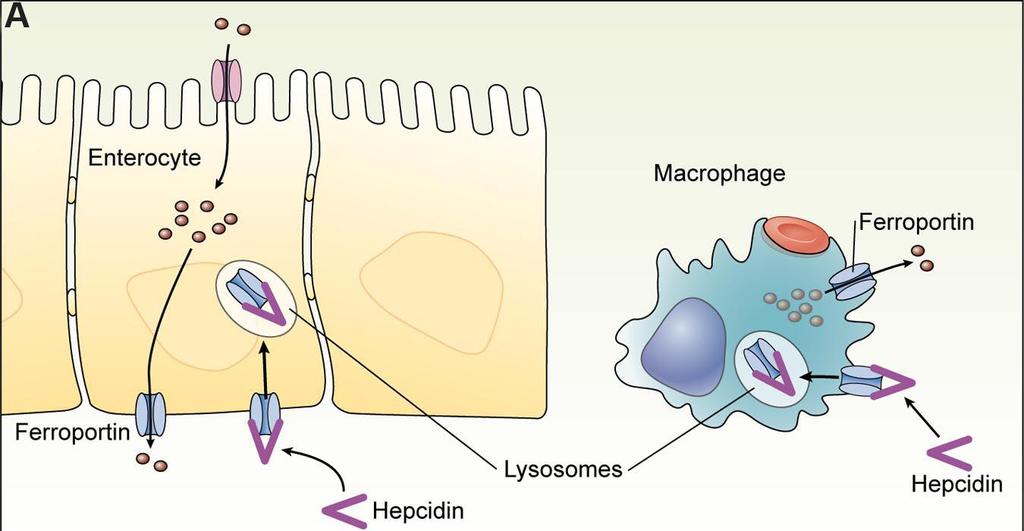 L epcidina regola negativamente il trasporto del ferro nel plasma ormone peptidico (25 AA, 8 cisteine) (gene HAMP) circolante prodotto dal fegato in risposta all aumento del ferro sierico agisce sull