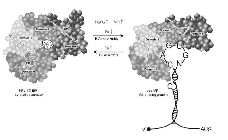 Quando il ferro è alto, le due IRPs perdono la loro funzione di controllo sull omeostasi del ferro IRP1 si associa al ferro e diventa una proteina