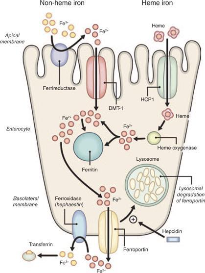 Assorbimento intestinale del ferro DMT1 IRP/IRE Ferritina