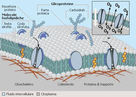 Membrana plasmatica o membrana cellulare o plasmalemma E una sottile membrana di circa 10 nm