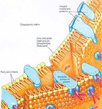 Modello a mosaico fluido Lo strato bimolecolare fosfolipidico costituisce l intelaiatura alla quale