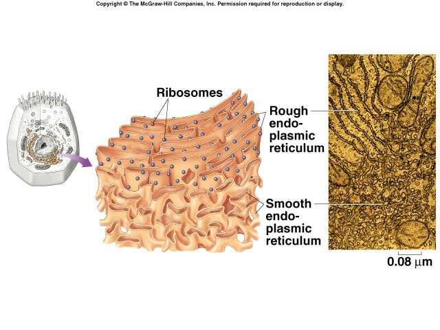 Reticolo endoplasmatico È costituito da membrane