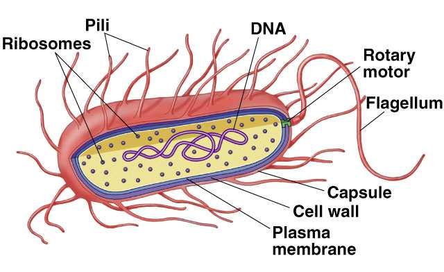 sistema di membrane che separi il materiale genetico