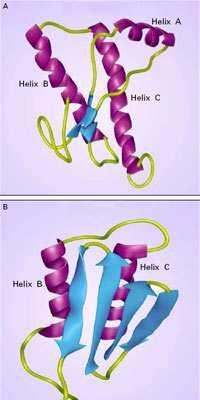 Proteina buona e cattiva Proteina prionica normale (PrP C ): 256 aminoacidi, 2 siti di glicosilazione sensibilità alle proteasi struttura