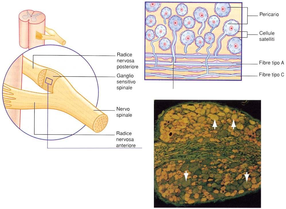 Immagine tratta da: Neuroanatomia, Fitzgerald, Folan- Curran,