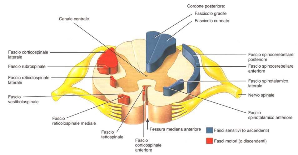 Immagine tratta da: Principi di Anatomia Umana,