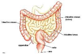 Sindrome dell intestino irritabile Una malattia in cerca d autore Posted by fidest press agency su venerdì, 23 giugno 2017 Dolori addominali, gonfiore, diarrea o stipsi sono i sintomi più frequenti