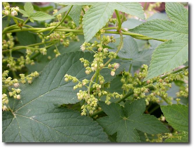 Humulus