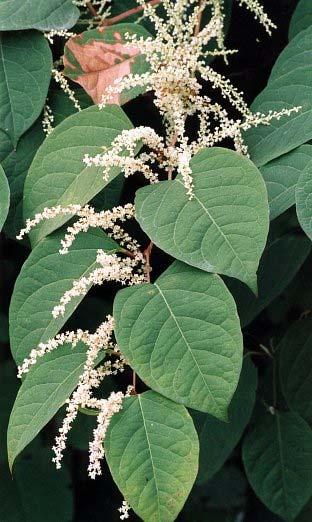 Phytolacca