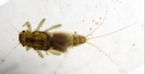 TRICOTTERI