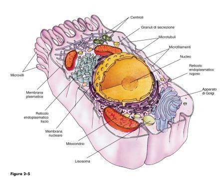 Cellula, Tessuto, Organo, Apparato