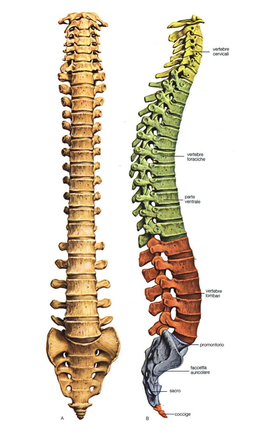 permettono i movimenti fra le vertebre muscoli servono a compiere i movimenti e a