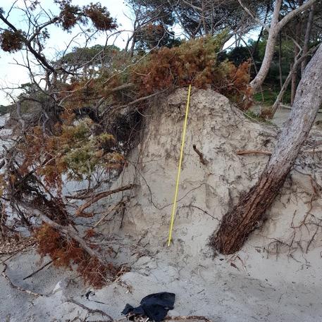 EROSIONE Spiaggia di Maria Pia - Sardegna nord-occidentale. La duna è stata erosa e demolita in altezza per circa due metri lasciando scoperte le radici dei ginepri e del pini.