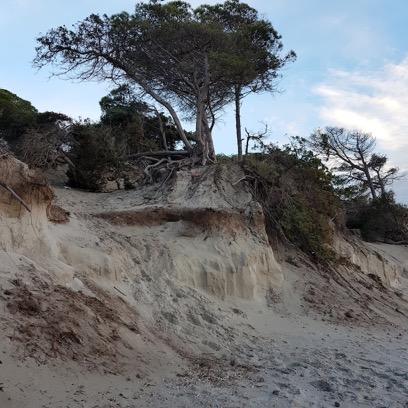 EROSIONE Spiaggia di Maria Pia - Sardegna nord-occidentale. La duna è stata erosa e demolita in altezza per circa due metri lasciando scoperte le radici dei ginepri e del pini.