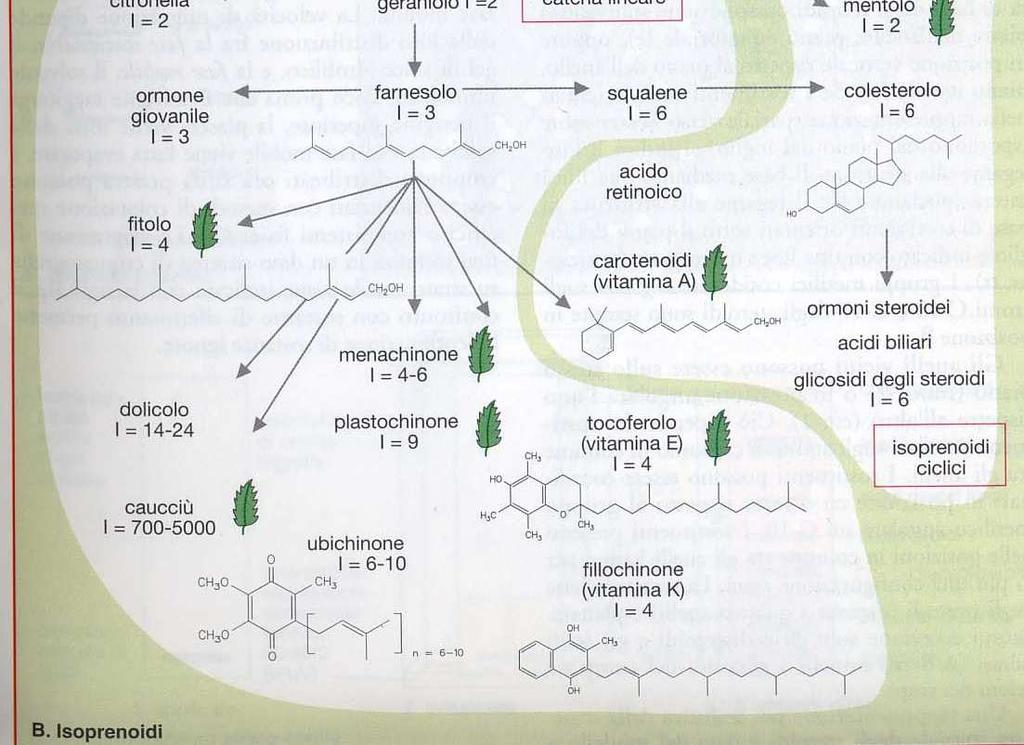 C 15, I=3 diterpeni C 20, I=4 triterpeni C 30, I=6 (per es.