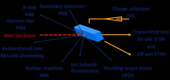 Ion Beam Analysis (IBA) Multi-elementali (da H a U) Non distruttive Sensibili a elementi in traccia (µg/g)