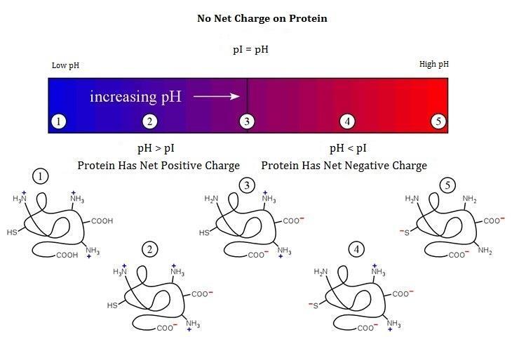 Le proteine hanno un PUNTO ISOELETTRICO (pi) che