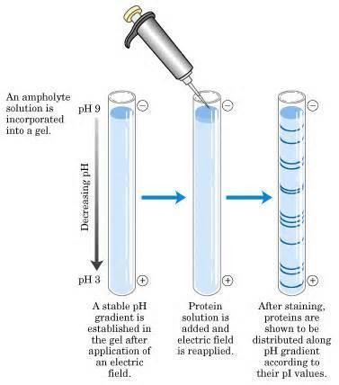 La corsa elettroforetica viene effettuata in un gel in cui è stato preformato un gradiente di ph utilizzando una