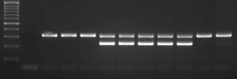 Corsa di amplificati di PCR C NT