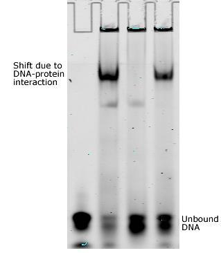 Electrophoretic mobility shift assay (EMSA) Inizio corsa