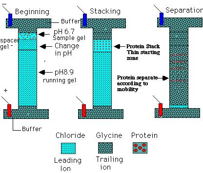 SDS-PAGE : elettroforesi discontinua Le tre specie ioniche aggiustano la loro concentrazione in modo che [Cl ] > [proteina-sds] > [glicinato].