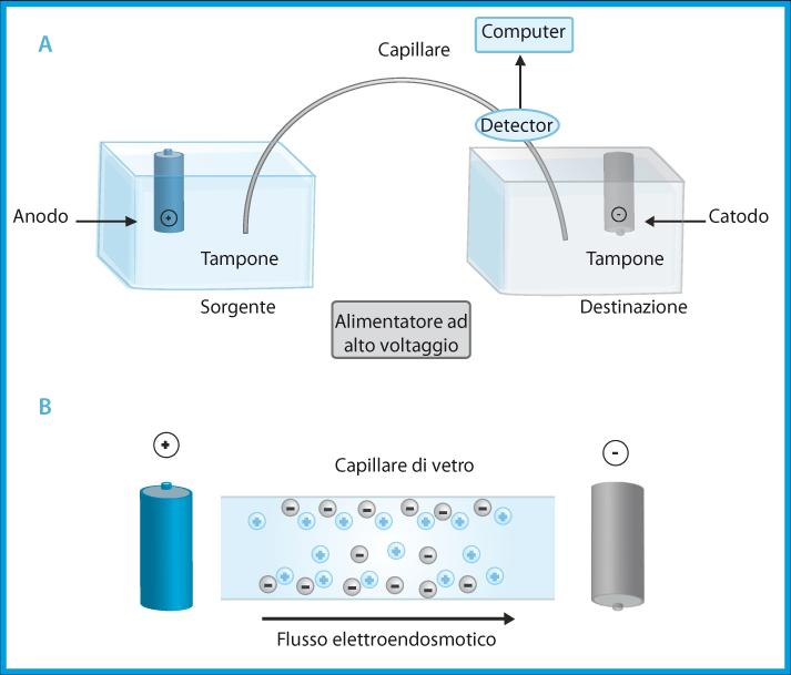 Tecniche di analisi Elettroforesi capillare Elettroforesi Altissimo potere risolutivo. Capillare di silice riempito con elettrolita.