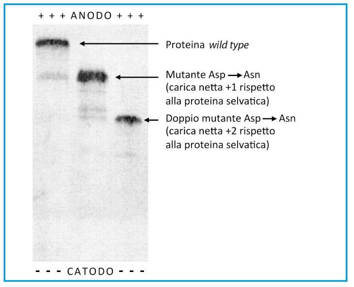 Tecniche di analisi Elettroforesi Tecnica molto usata in diagnostica molecolare per discriminare varianti proteiche prodotte da geni mutati.