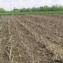 secco se il suolo viene lavorato in condizioni di eccessiva umidità e un moderato rischio di incrostamento superficiale di cui si deve tener conto nella preparazione del letto di semina.