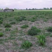 Hanno caratteristiche fisiche condizionate dalla prevalenza della frazione limosa e, secondariamente, di quella argillosa con moderato rischio di incrostamento superficiale.