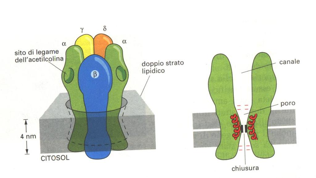 c) struttura post-sinaptica a livello della membrana postsinaptica si trovano concentrati dei recettori per i mediatori chimici tali recettori sono costituiti generalmente da proteine transmembranali