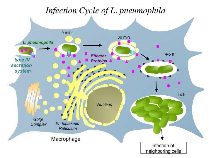La Legionella può infettare monociti e macrofagi legandosi al recettore CR3 e penetrando al loro interno tramite la formazione di un vacuolo endocitotico.