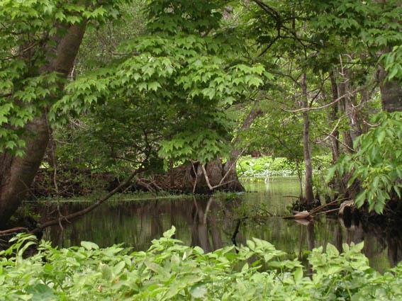 In natura... Le legionelle sono presenti negli ambienti acquatici naturali e artificiali: si riscontrano nelle sorgenti, comprese quelle termali, fiumi, laghi, terreni.