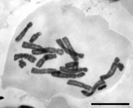 368 INFORMATORE BOTANICO ITALIANO, 42 (1) 363-368, 2010 Botanico di Pisa. Il materiale è stato pretrattato con colchicina 0,4% in soluzione acquosa e colorato secondo la tecnica di HEITZ (1936).