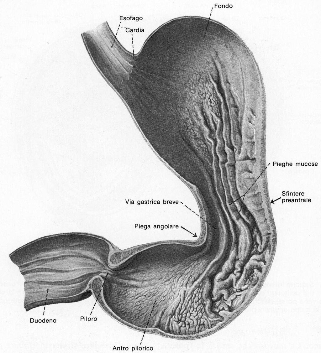 Configurazione interna dello stomaco 16 Pieghe gastriche Solchi permanenti areole gastriche