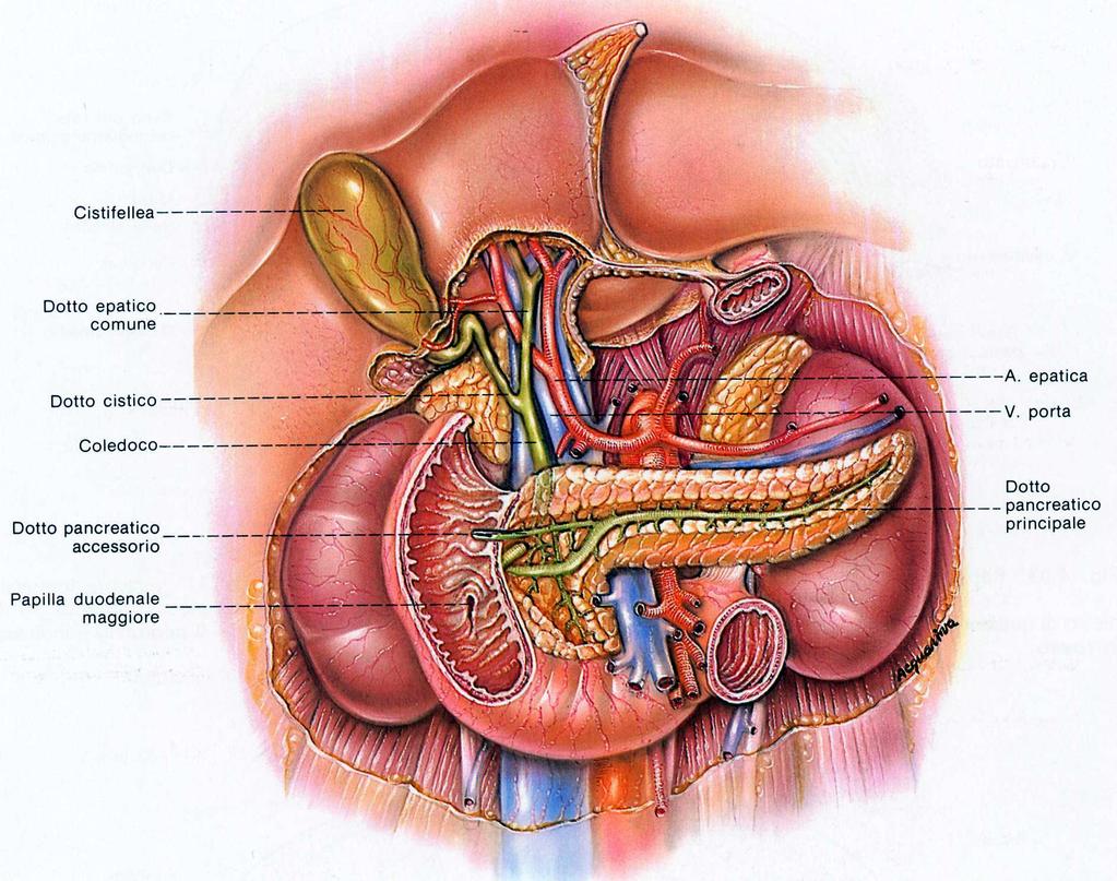 CONFIGURAZIONE INTERNA 43 Pieghe circolari o valvole conniventi - assenti nella porzione superiore Papilla duodenale maggiore (ampolla duodenale