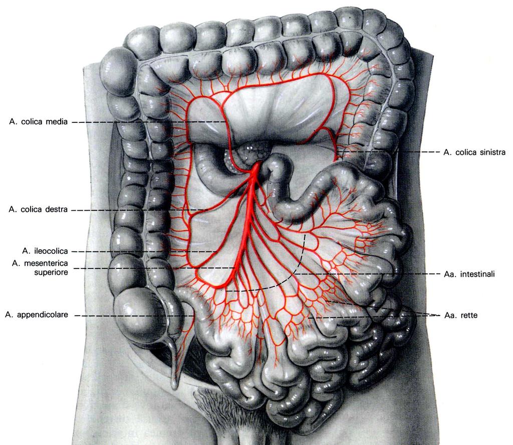 VASI E NERVI 51 Duodeno Arteria pancreaticoduodenale superiore e inferiore Vena pancreaticoduodenale