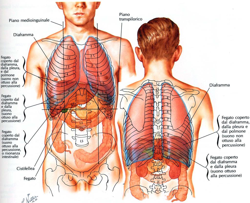 INTESTINO