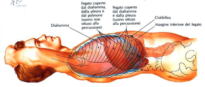 destro Peritoneo: completamente rivestito