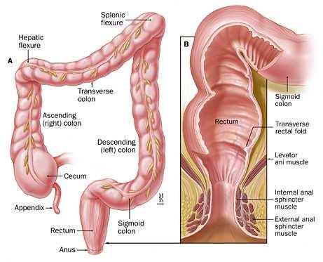 83 INTESTINO RETTO Parte pelvica o ampolla rettale Parte perineale o canale anale Decorso: supero-inferiore due curve sagittali la