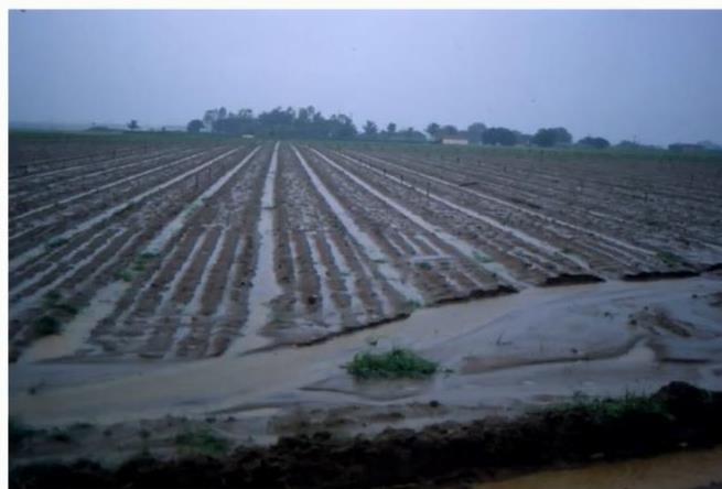 La sostanza organica e la resilienza del terreno Scarsa