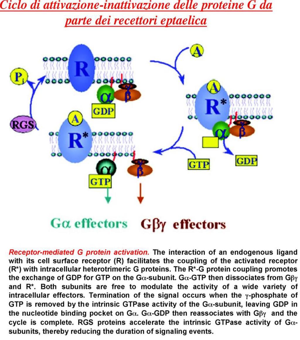 RGS: Regulators of