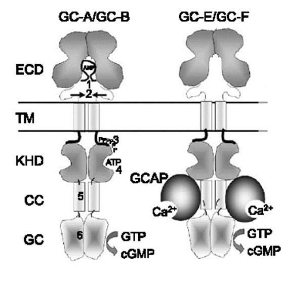 Guanilato ciclasi di membrana Ubiquitarie Coni e bastoncelli Le guanilato ciclasi di membrana ubiquitarie sono costituite da: - dominio recettoriale extracellulare (ECD) - dominio transmembrana (TM)