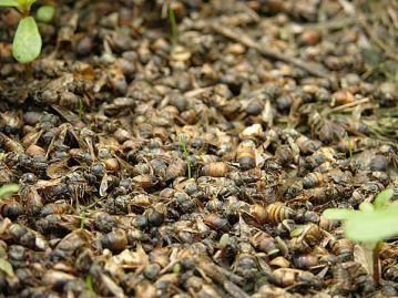 Rischio da residui di pesticidi per le api Negli ultimi 10-15 anni, gli apicoltori hanno segnalato un