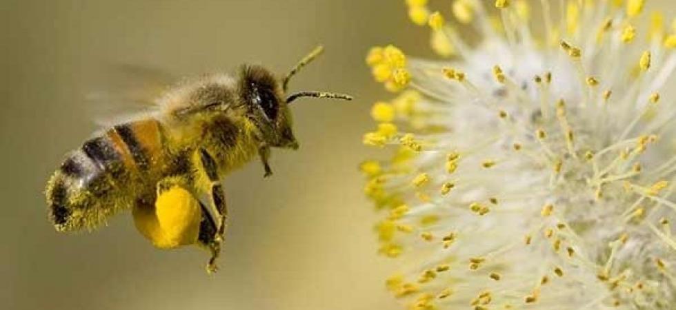 Consumo di polline contaminato da agrofarmaci: analisi del rischio per