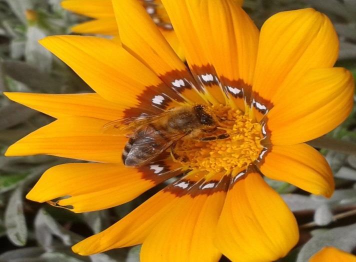 Il polline per le api e per l apicoltura Il polline è il gametofito